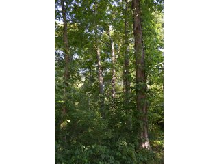 Property photo 12 - 64 Acre Farm Offered in 4 Tracts or in Combinations - Real Estate Auction
